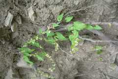 Rumex vesicarius